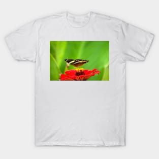 oli butterfly T-Shirt